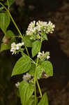 White snakeroot